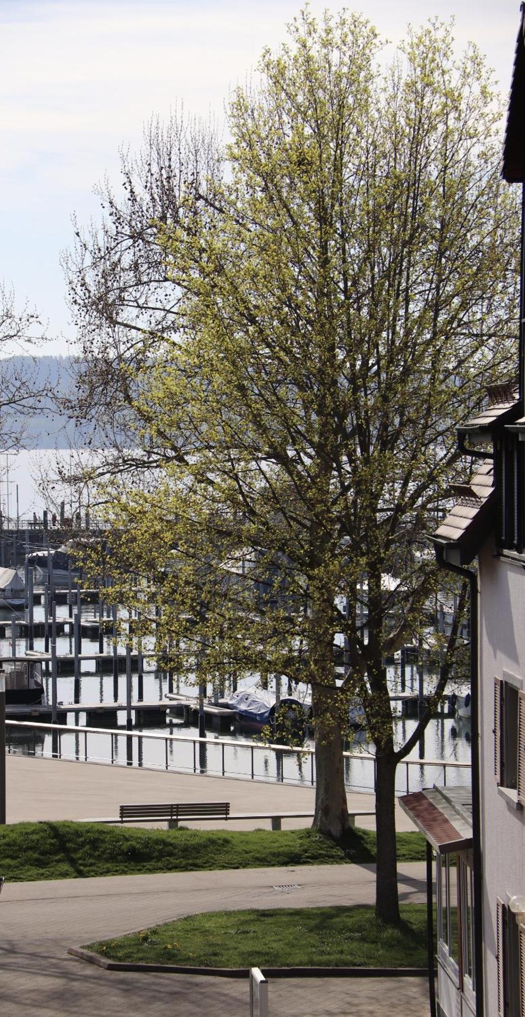 Gaestehaus Maeder Am Hafen Uhldingen-Mühlhofen Eksteriør billede